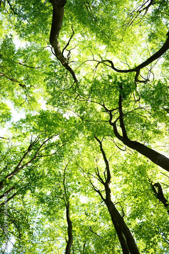 Fototapeta premium Tree canopies