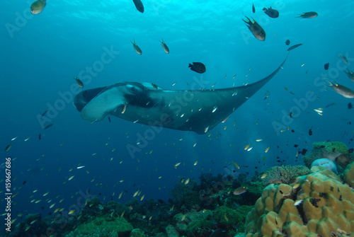 manta ray found at coral reef area at Koh Lanta, Thailand