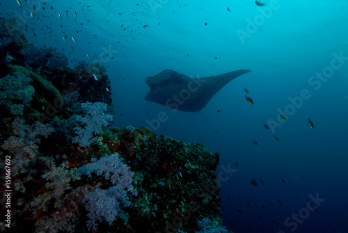 manta ray found at coral reef area at Koh Lanta, Thailand