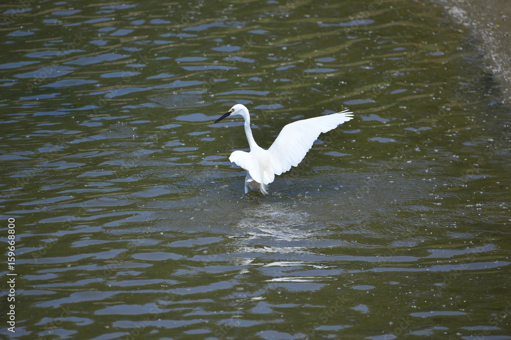 egrets egrets