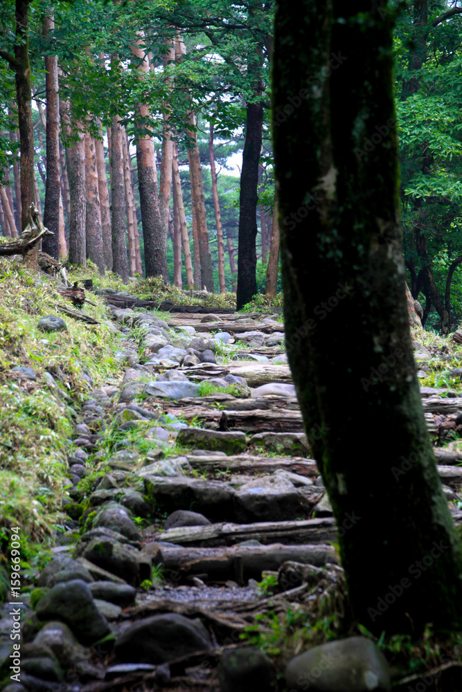 Fototapeta premium えびの高原