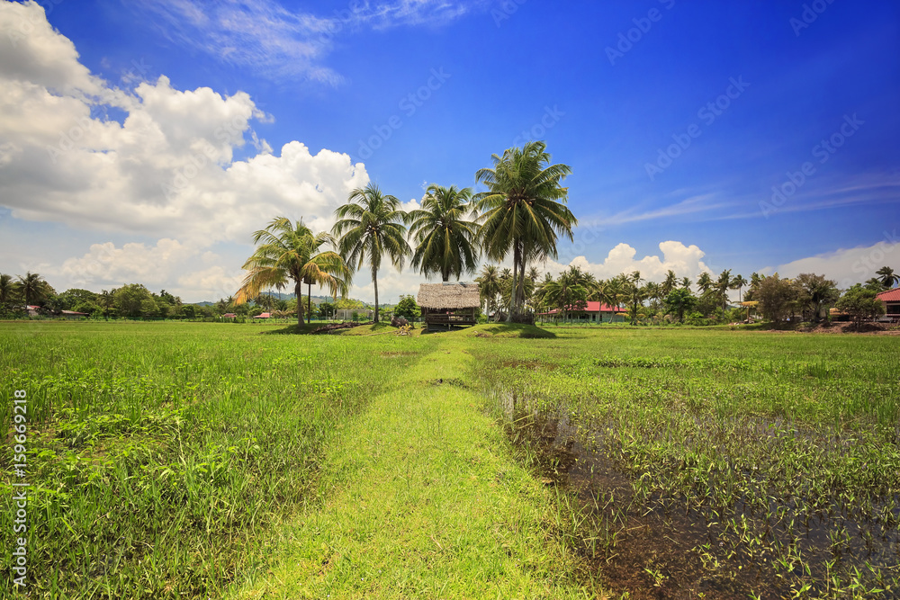 Fototapeta premium Langkawi paddy field
