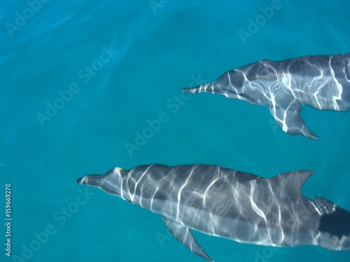 Dolphins