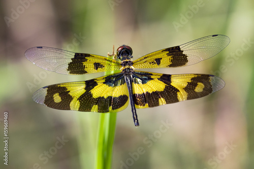 Image of a dragonfly (Rhyothemis variegata) on nature background. Insect Animal