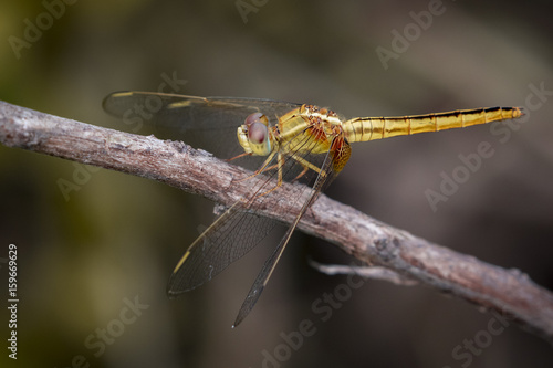 Image of a Dragonfly (Pantala flavescens) on nature background. Insect Animal