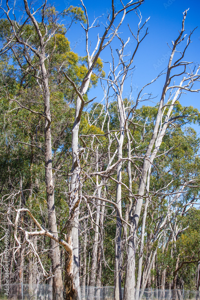 trees in the forest trees in the forest