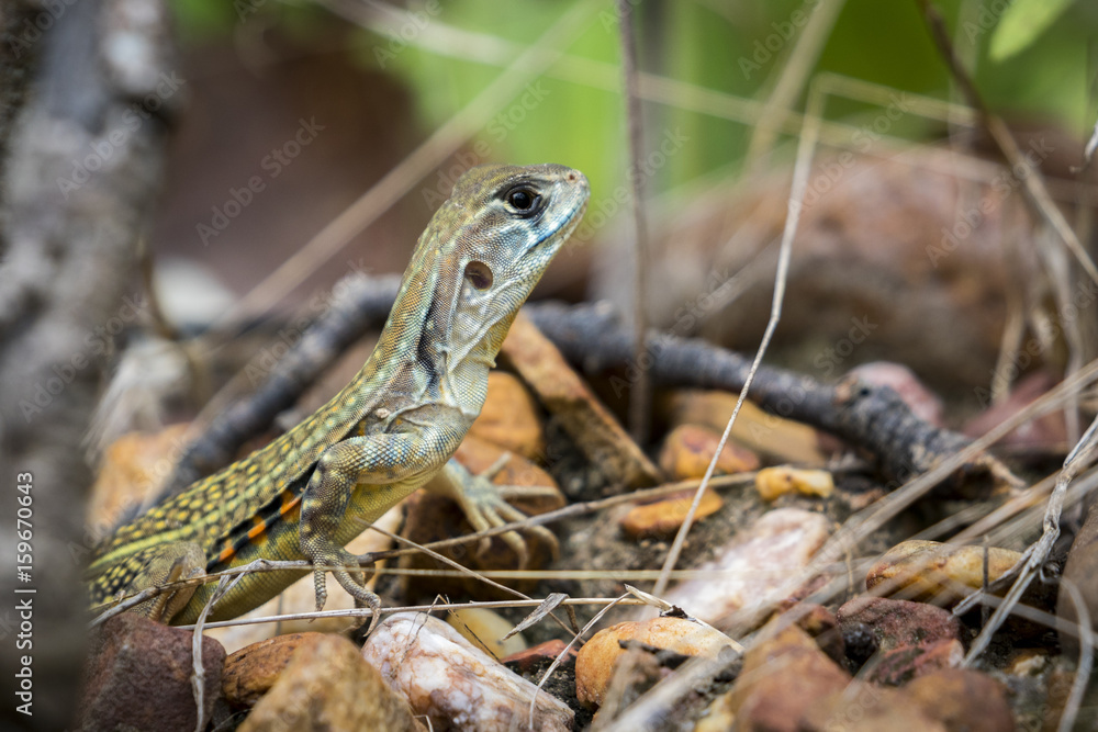 Naklejka premium Image of Butterfly Agama Lizard (Leiolepis Cuvier) on nature background. . Reptile Animal