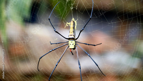 Spider on spider web in the garden.  photo