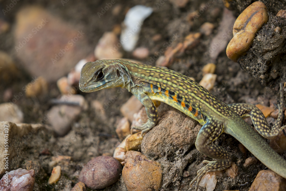 Image of Butterfly Agama Lizard (Leiolepis Cuvier) on nature background. . Reptile Animal Image of Butterfly Agama Lizard (Leiolepis Cuvier) on nature background. . Reptile Animal