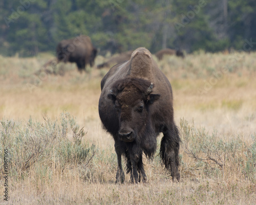 Bison in Yellowstone National Park © Jill
