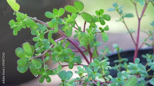 Purslane plant