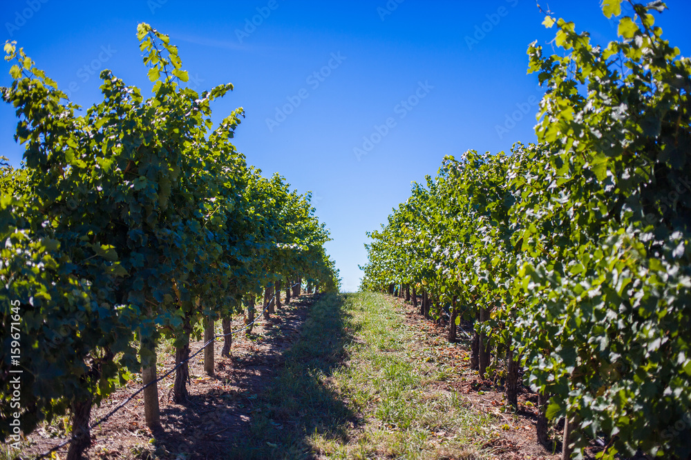 winery farm