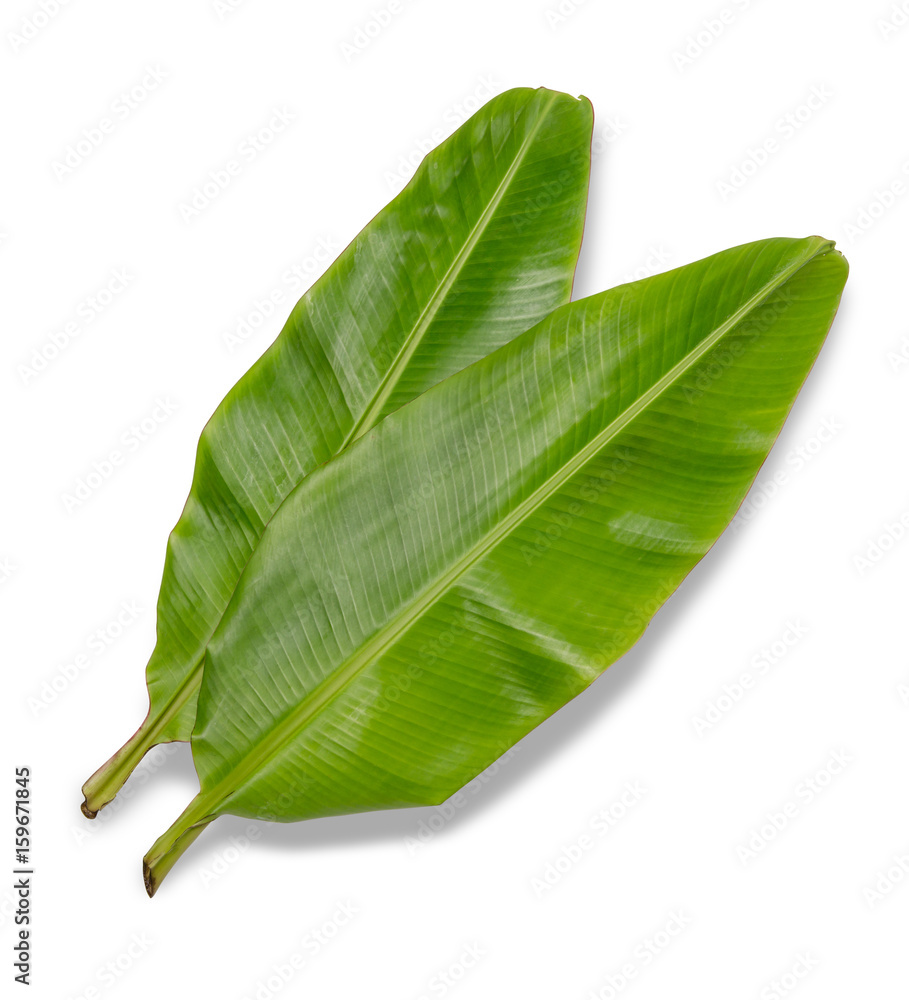 Fototapeta premium banana leaf isolated on white background, File contains a clipping path.