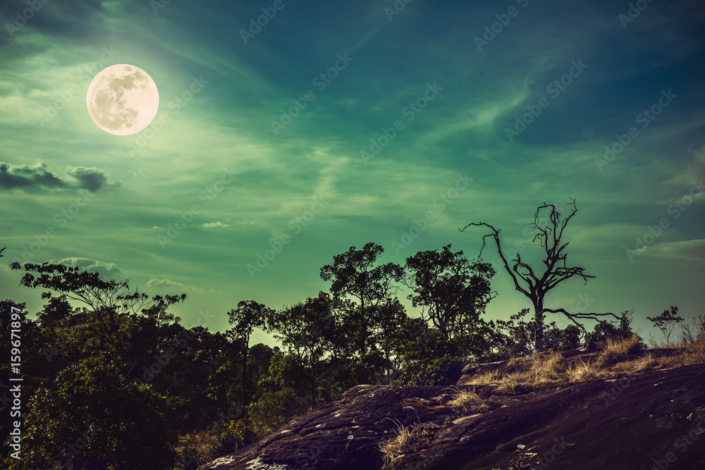 Fototapeta Landscape of night sky with cloudy above wilderness. Nature background.