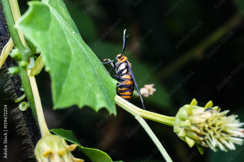Fototapeta premium close up of orange bee