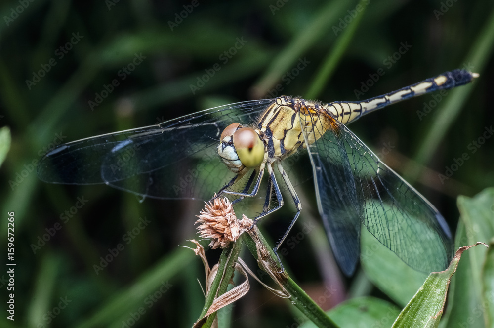 close up shot of dragonfly close up shot of dragonfly