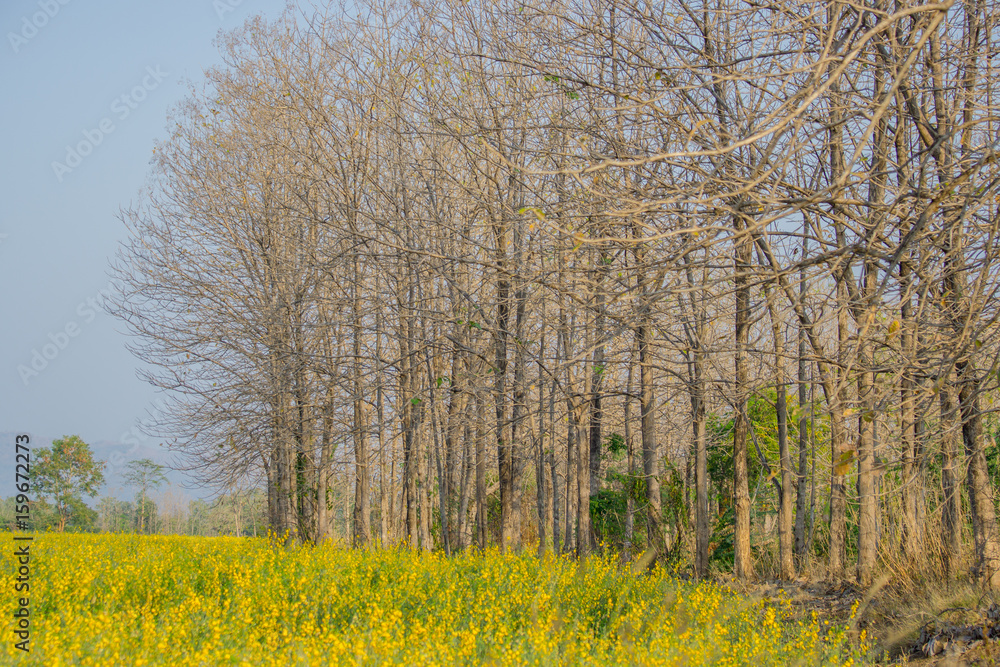 A row of trees with dry yellow flowers.