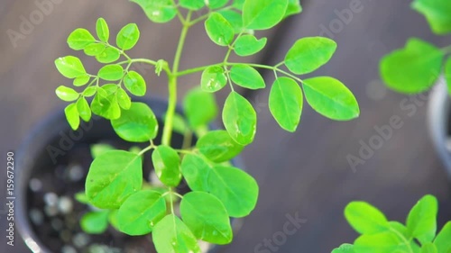 Drumstick plant / Moringa seedlings 