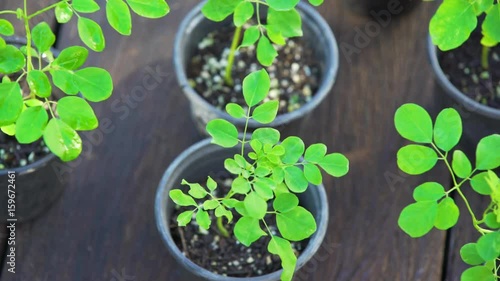 Drumstick plant / Moringa seedlings 2