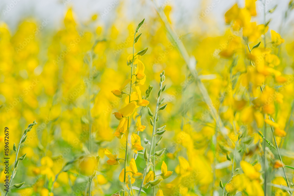 Obraz premium close up yellow Crotalaria flowers