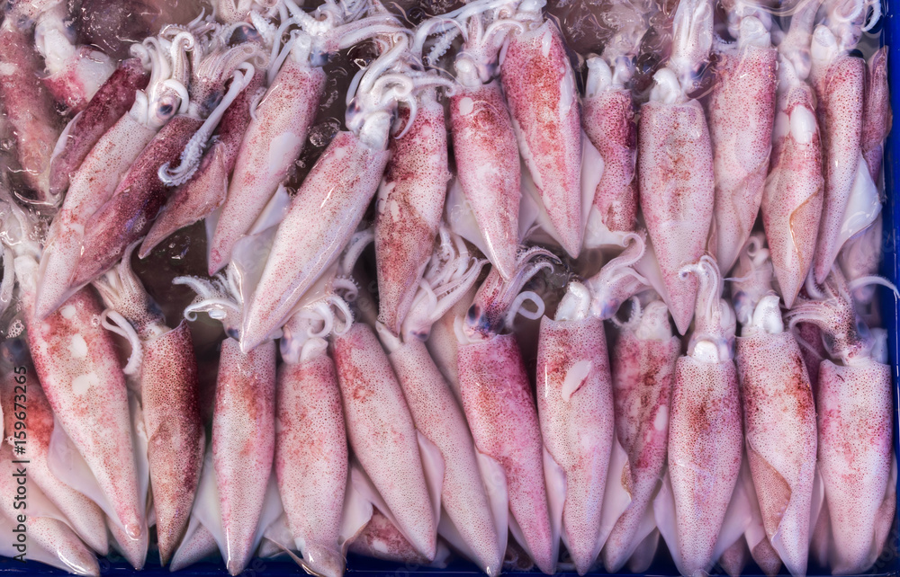 Fresh squid in local market in Thailand Fresh squid in local market in Thailand