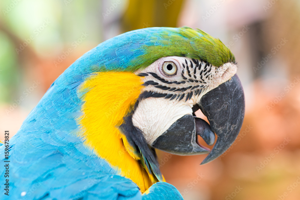 macaw