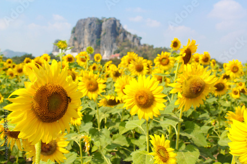 sunflower for background
