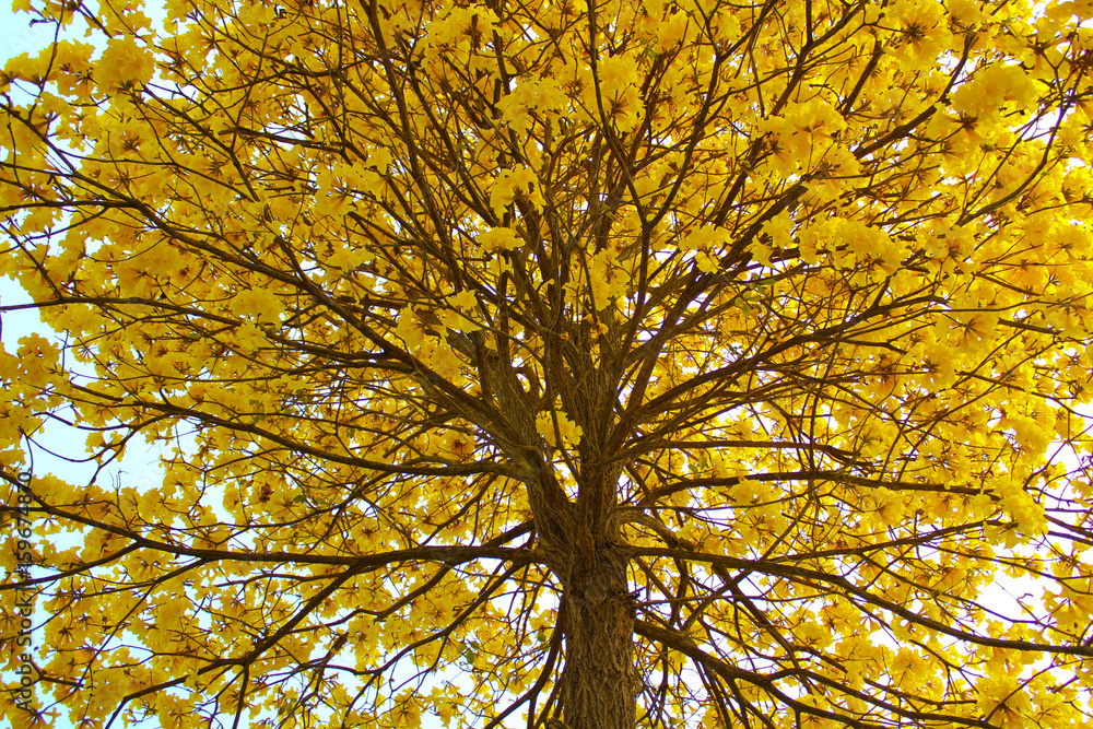 Obraz premium yellow tree