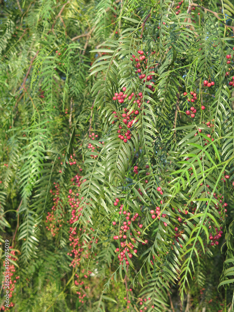 False Pepper Tree with fruit False Pepper Tree with fruit