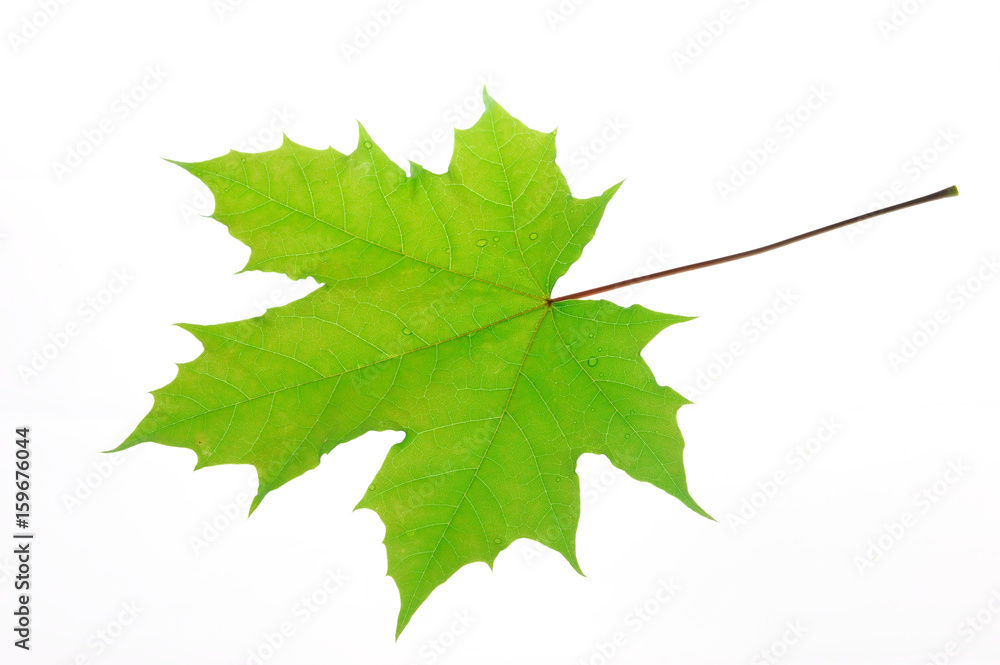 green maple leaf isolated on white background green maple leaf isolated on white background