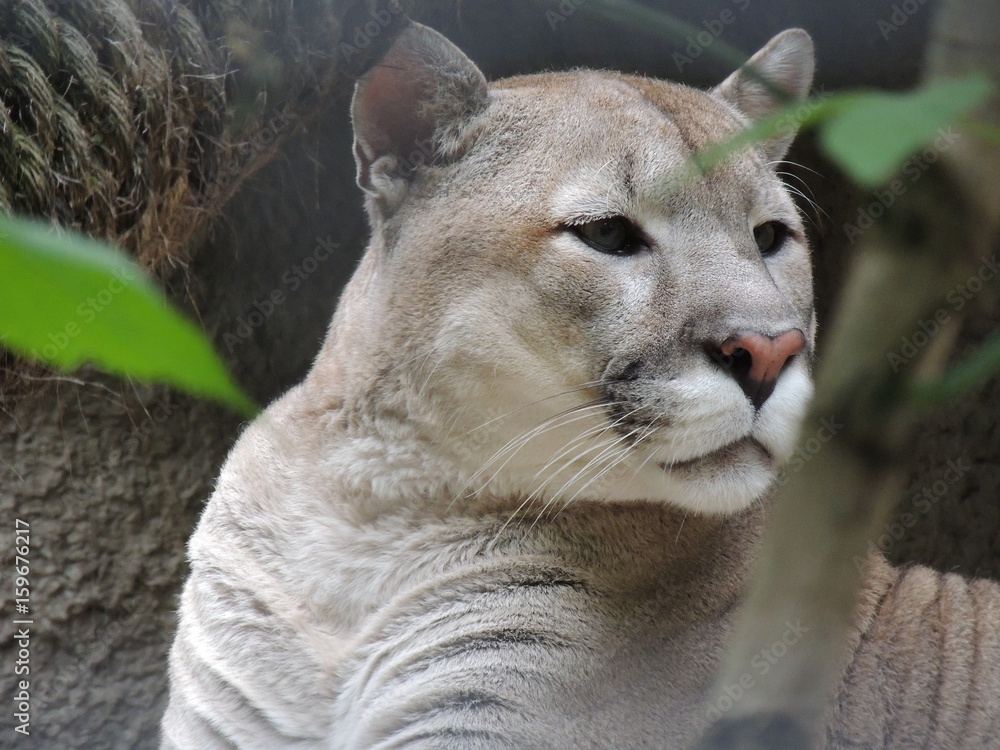 Naklejka premium puma