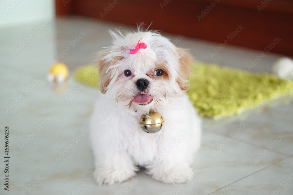 Cute Dog Shih Tzu puppy also known as the Chrysanthemum Dog, is a toy dog breed, sit down and