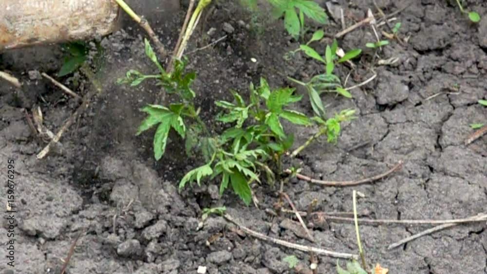 Combating weeds with an ax Combating weeds with an ax