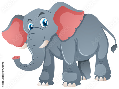 Gray elephant on white background