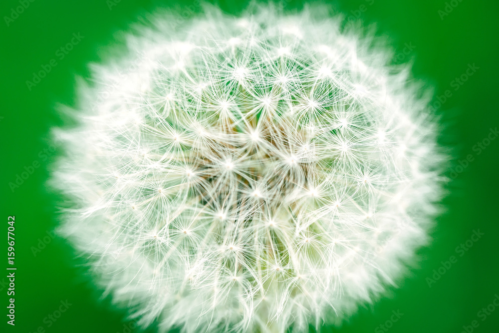 Fototapeta premium Dandelion on a green background.