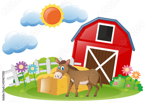 Donkey standing on the farmyard