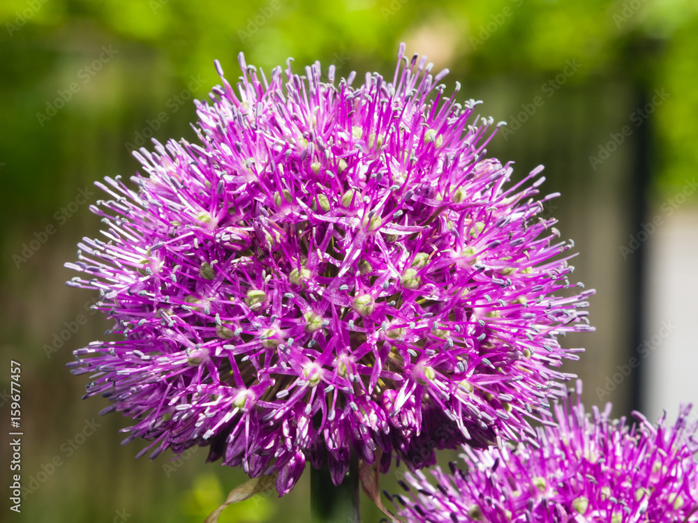 Allium aflatunense decorative onion violet flowers close-up, selective focus, shallow DOF Allium aflatunense decorative onion violet flowers close-up, selective focus, shallow DOF