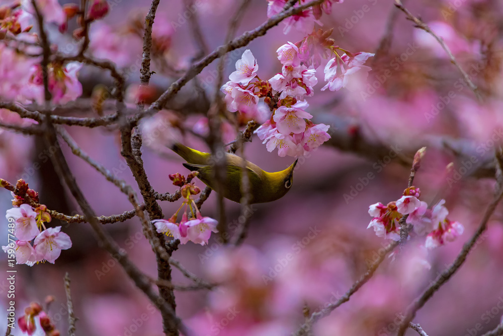 The Japanese White-eye and cherry blossoms. Located in Tokyo Prefecture Japan. The Japanese White-eye and cherry blossoms. Located in Tokyo Prefecture Japan.