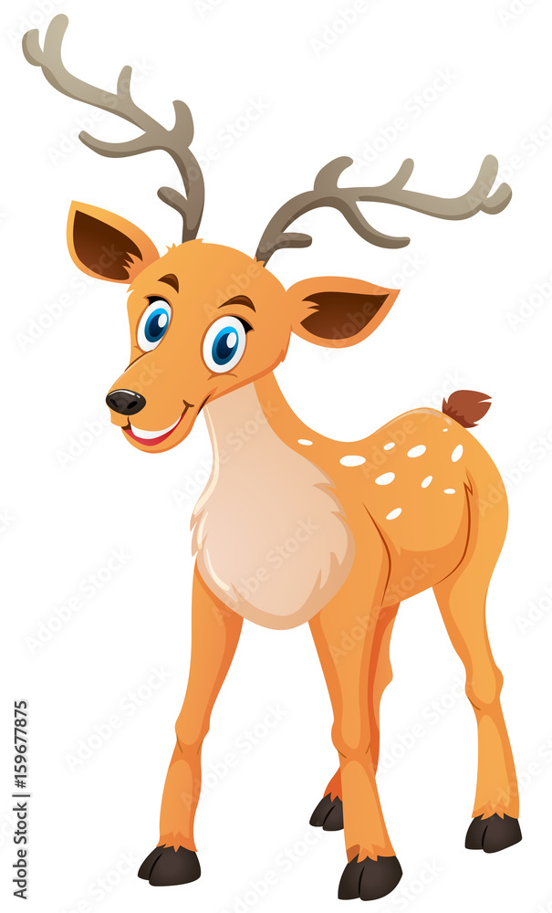 Fototapeta premium Little deer on white background