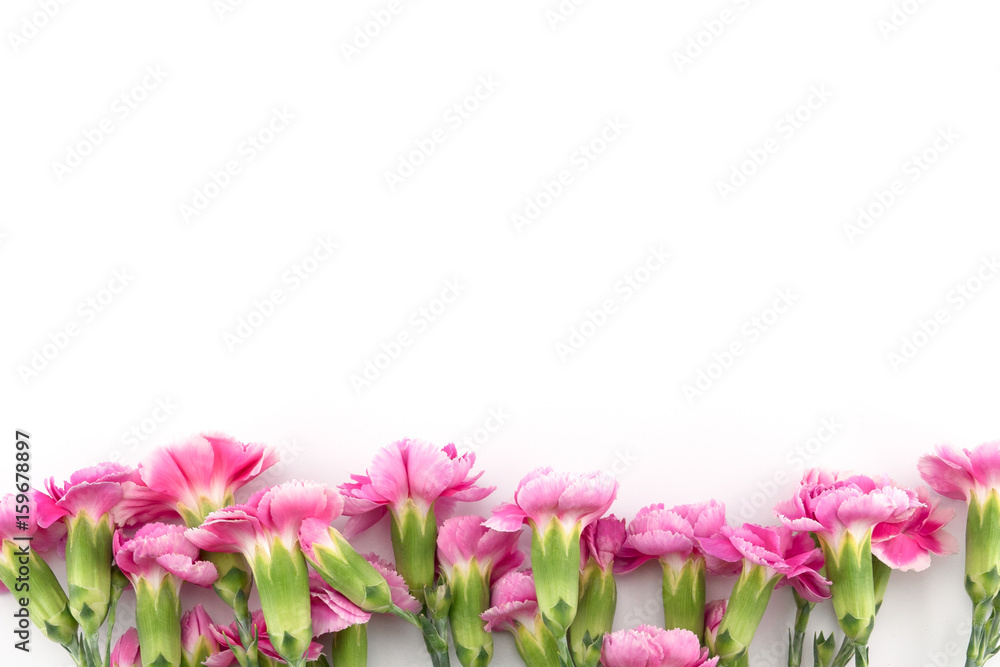 Pink carnation flowers on white background with copy space Pink carnation flowers on white background with copy space