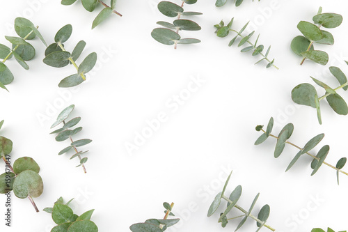 Baby eucalyptus leaves pattern on white background with copy space