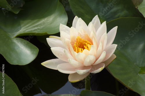 Fototapeta Naklejka Na Ścianę i Meble -  White lotus in the pond