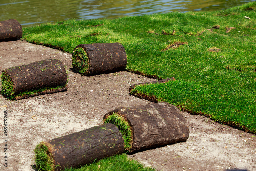 Green lawn grass in rolls