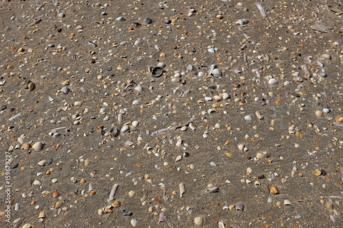 Coquillages sur le sable mouillé