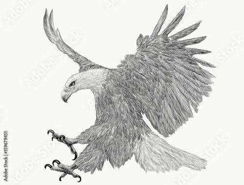 Bald eagle swoop attack hand draw monochrome on white background illustration.