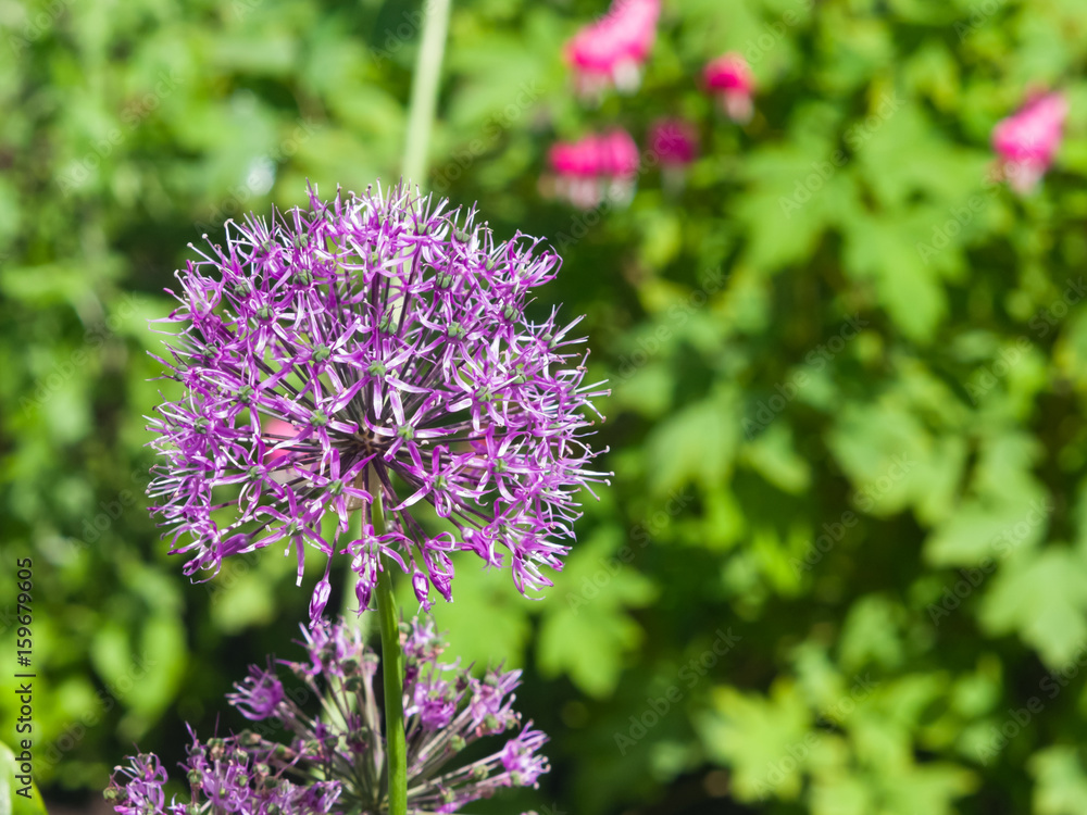 Allium aflatunense decorative onion violet flowers close-up, selective focus, shallow DOF Allium aflatunense decorative onion violet flowers close-up, selective focus, shallow DOF