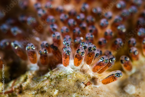 Obraz na płótnie Anemone fish Eggs