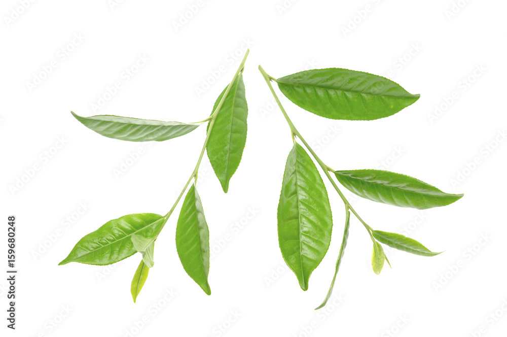 Fototapeta premium green tea leaf
