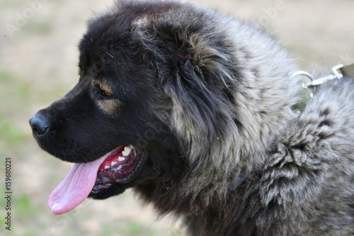 Dog breed Caucasian Shepherd Dog