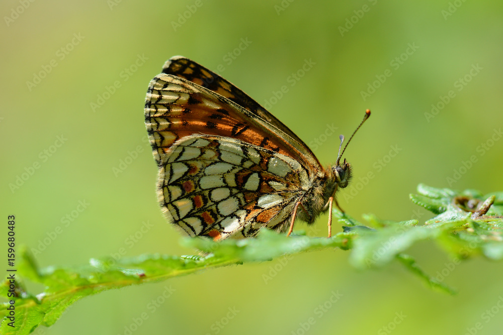 Heath fritillary butterfly underwing shot on fern, Cornwall, UK Heath fritillary butterfly underwing shot on fern, Cornwall, UK